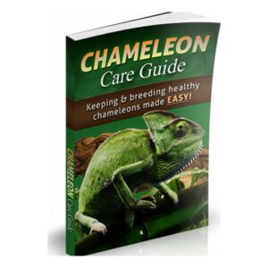 Chameleon care guide