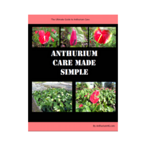 Anthurium care made simple