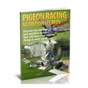 Rearing pigeon for race